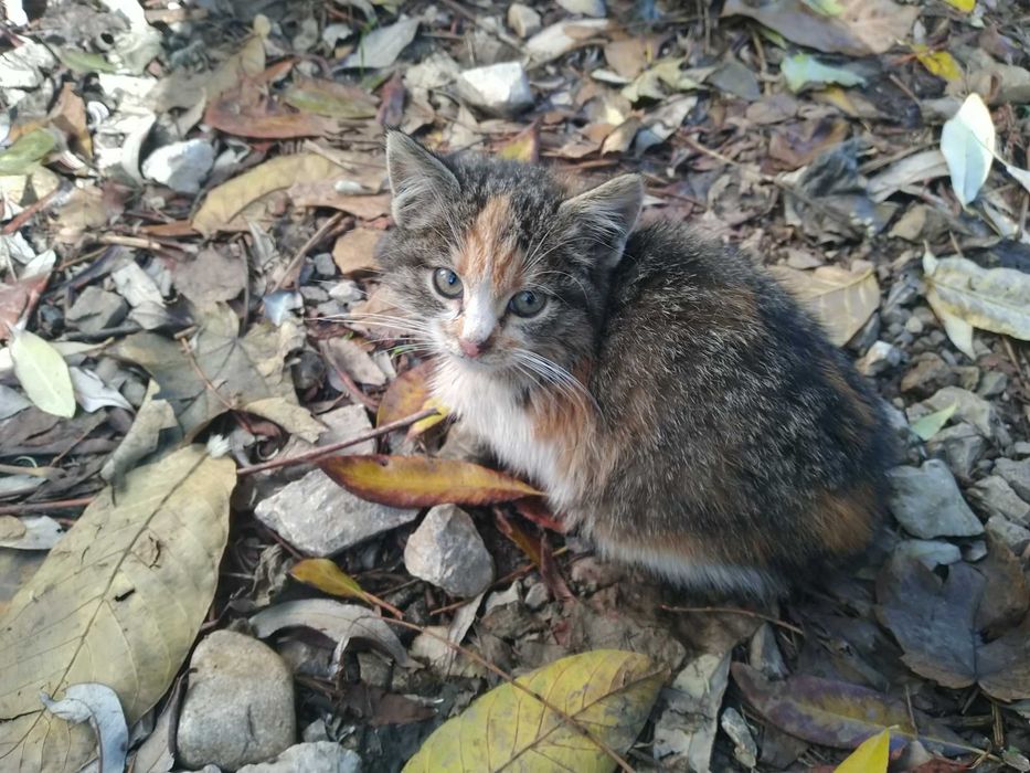 Шест пухкави малчугана търсят домашен уют и любящи стопани