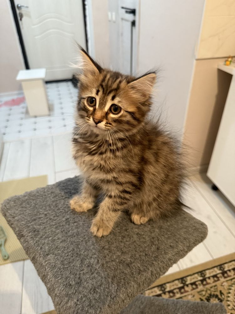 Котенок Кетс с документами!