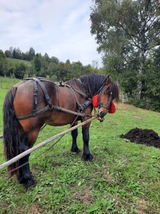 Vand armasar de 2 ani