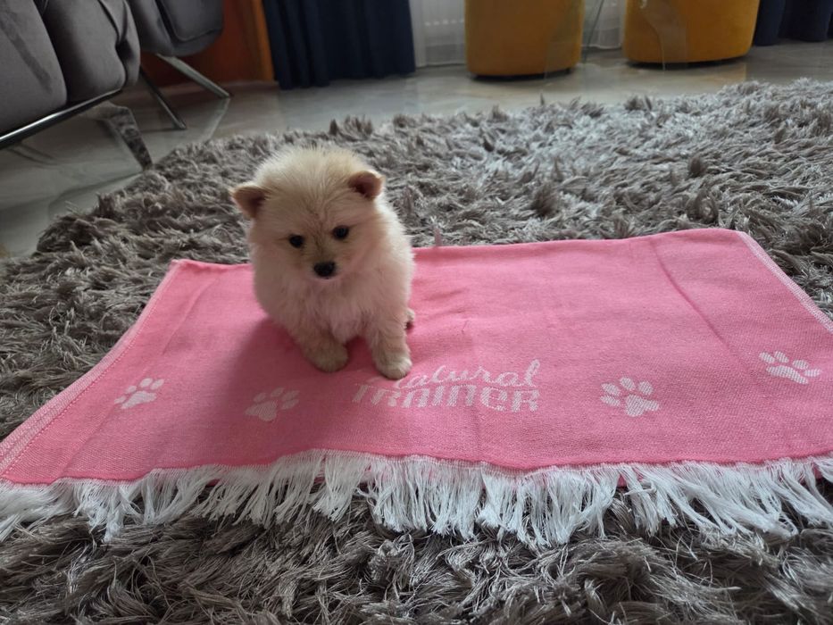 Caut stăpâni iubitori!!Suntem de rasa pomeranian și suntem 4 frățiori