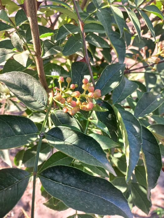 De vânzare  :  arbuștii (piper) pimillento de sishua