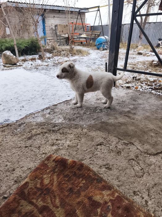 Отдам щенят девочки