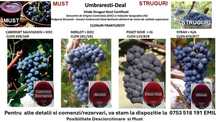 Struguri Roșii de Vin Certificati DOC; Cabernet, Merlot, Pinot, Syrah