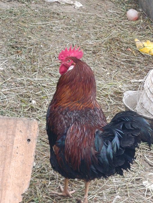 Молодые домашние петушки