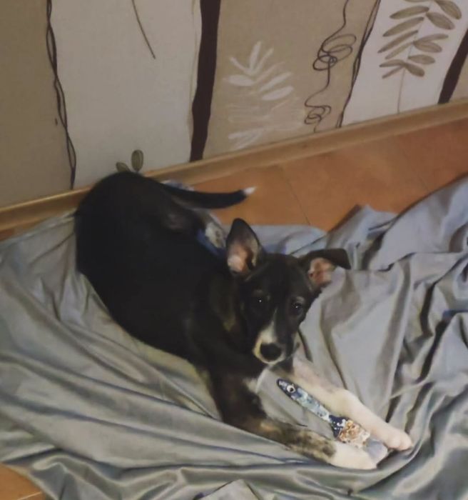 Девочки 4месяца ищут дом