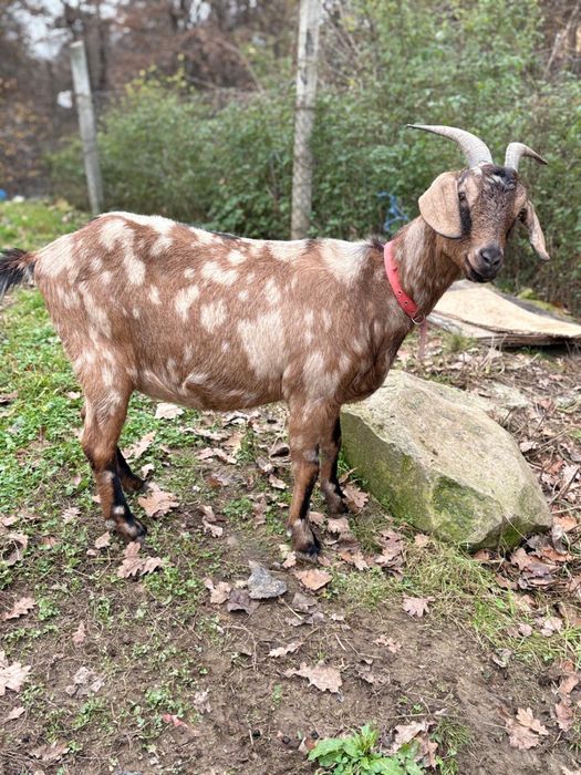 Vand caprele anglo nubian