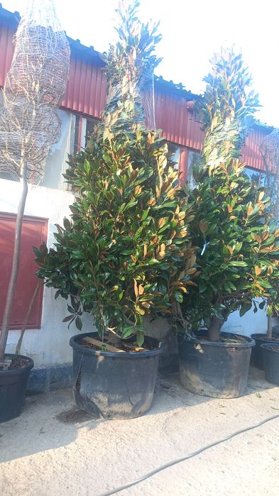 Vând magnolia grande flora