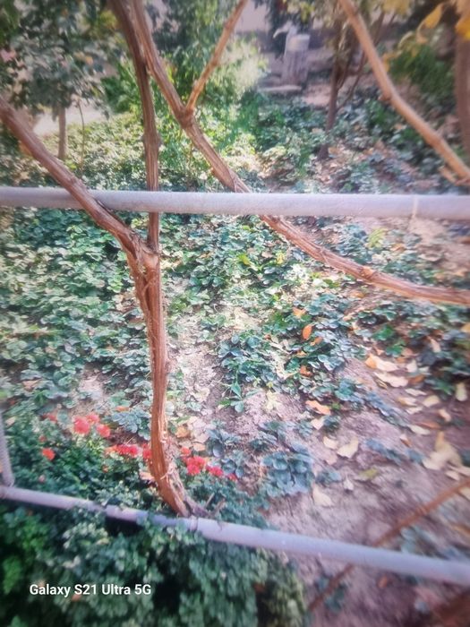 Кулупнай кучатлари