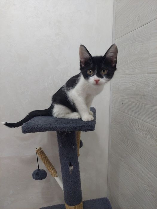 Котенок девочка Ташкент