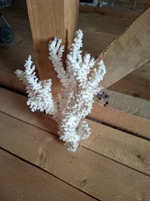 Coral natural pentru acvariu