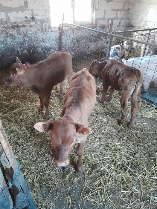 Vând vitele de 7 săptămâni