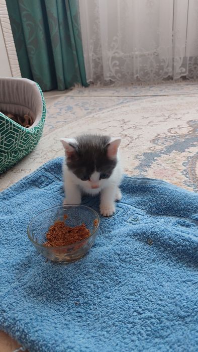 Отдам котенка 1.5 мес