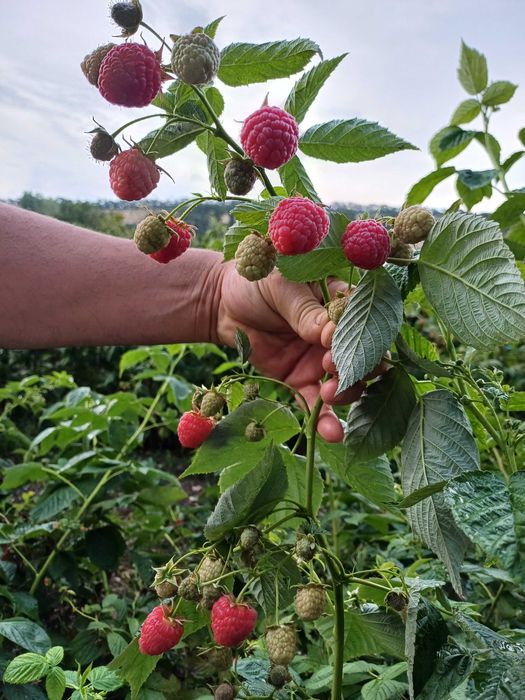 Продавам Разсад Малини Корени