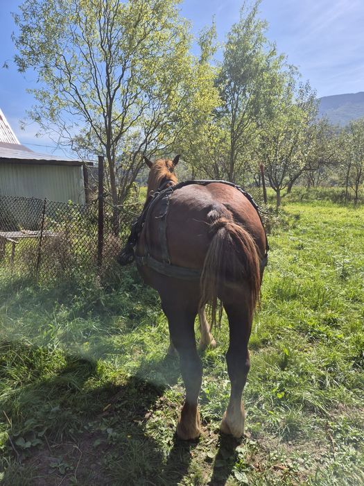 Vand cal castrat in varsta de 5 ani.