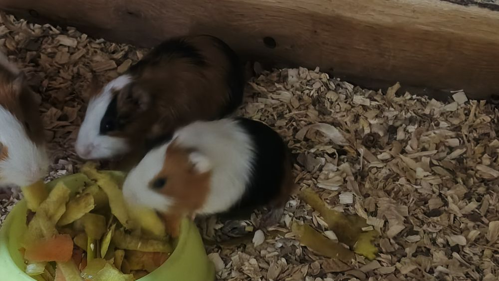 Продается морская свинка