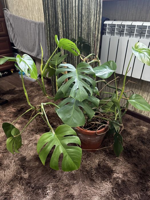 Продам комнатное растение монстера