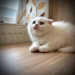 Motan British Scottish fold