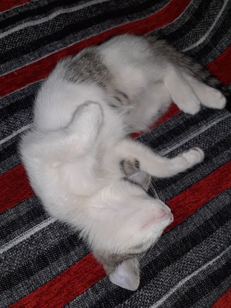 Отдам котёнка мальчика