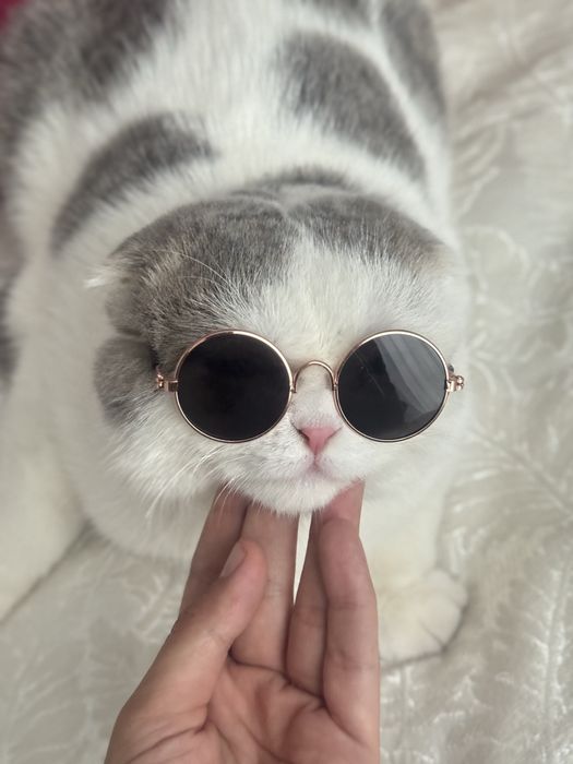 Кот скоттиш фолд 12месяц мальчик