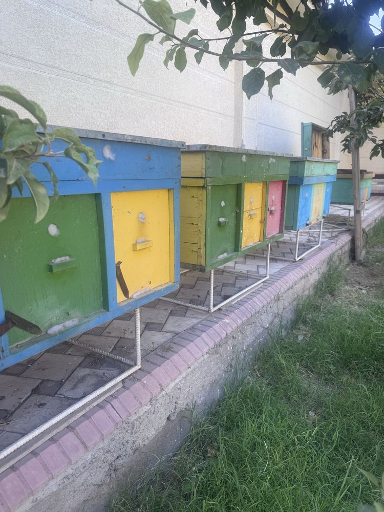 Asal ari inlari sotiladi