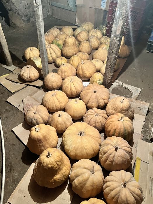 продам мантную тыкву