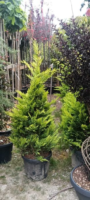 Gazon, conifere și plante ornamentale de top