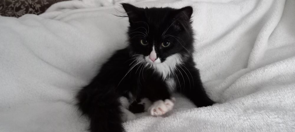 Отдам котёнка в добрые руки