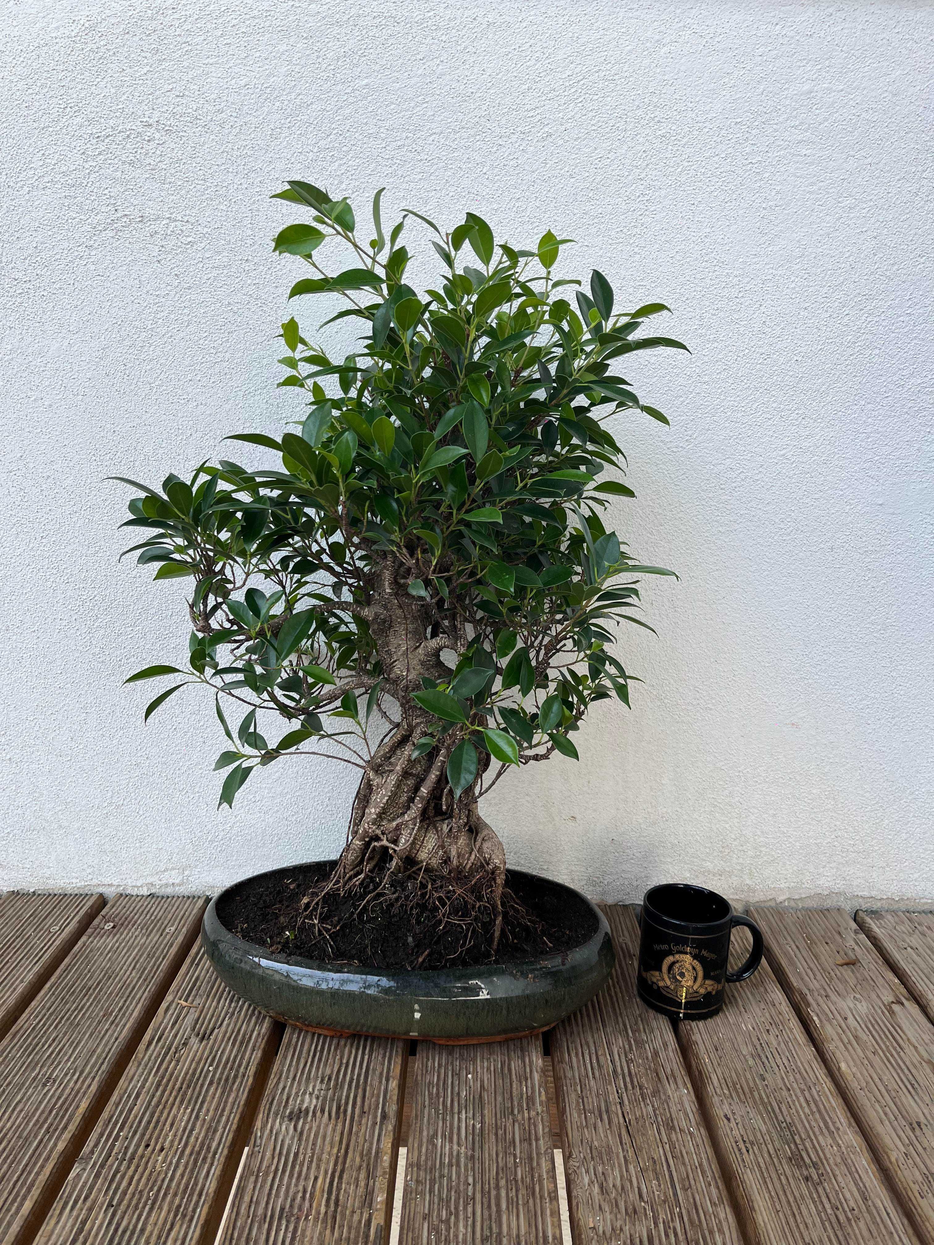 Bonsai Ficus Microcarpa Retusa / 24 ani