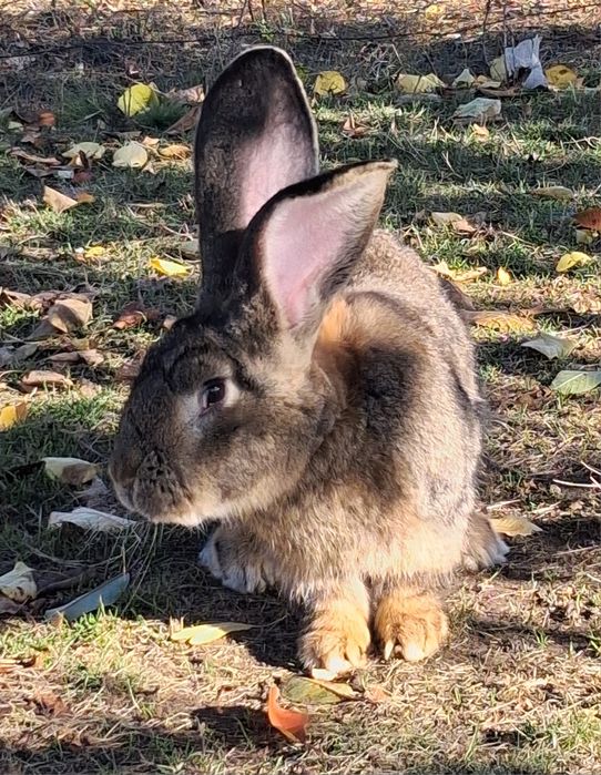 Vand Mascul Uriaș German