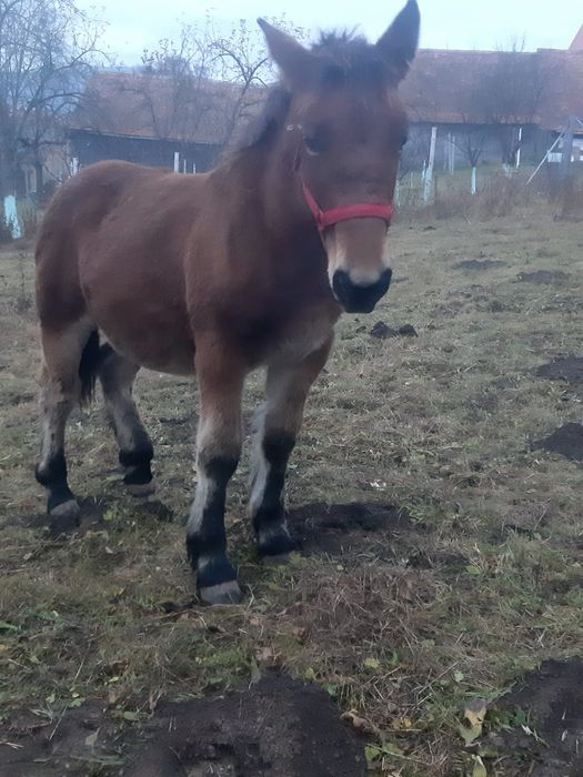 Vând doi mânji de 7 luni sau schimb cu vitei intarcati sau oi