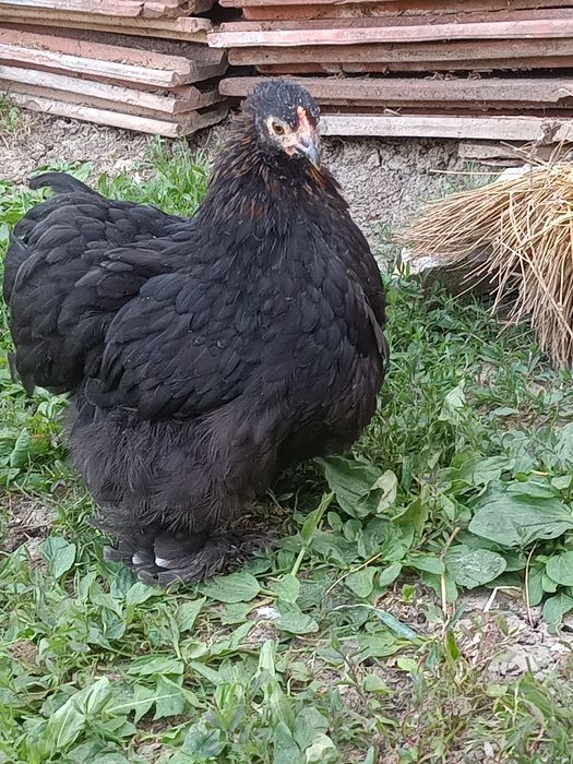 Vând pui cochinchina pituc și altele
