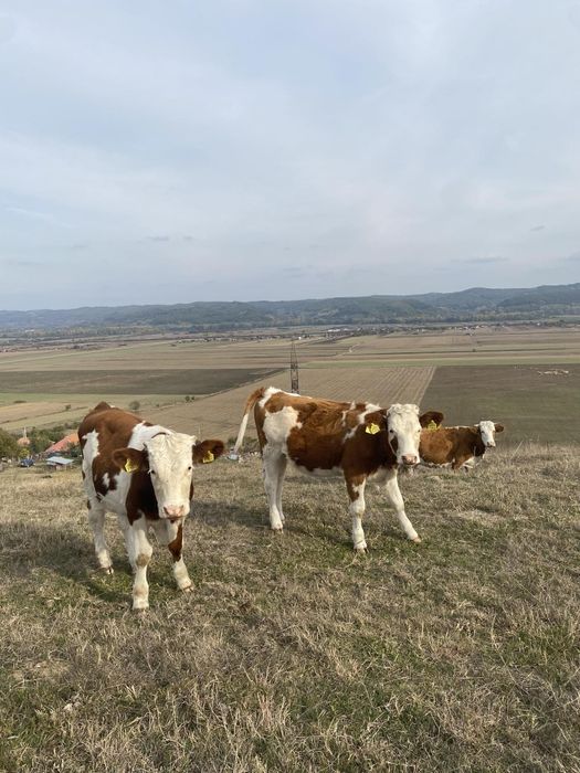 Vănd vaci mai multe detalii la telefon