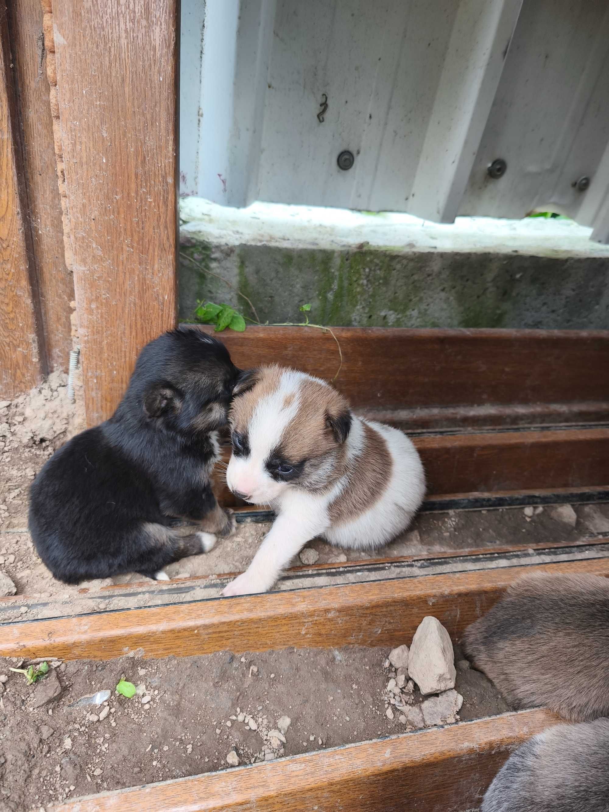Малки Кученца на 2 месеца