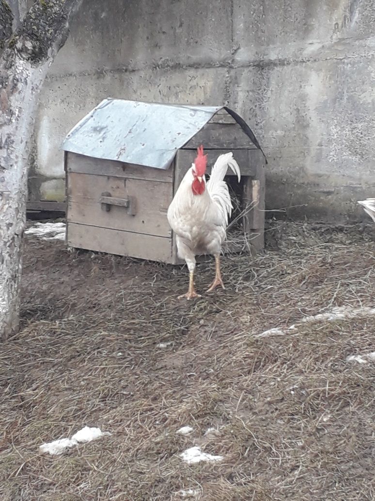 Oua pt incubat de la găini Leghorn alb