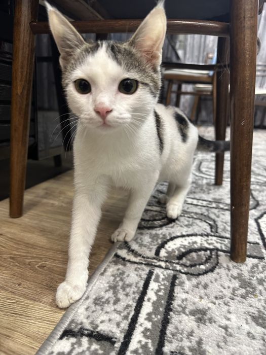 Котик в добрые руки