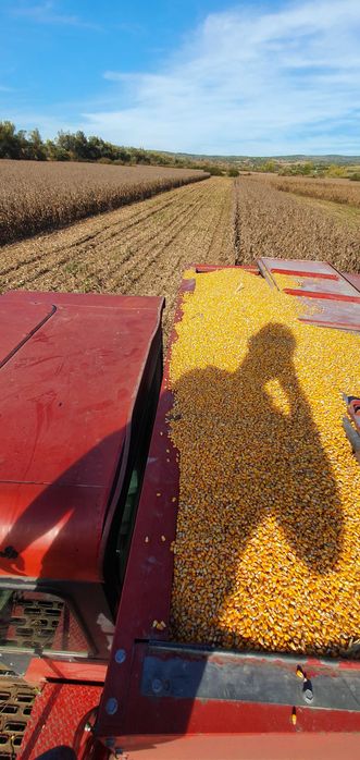 Porumb boabe recolta 2025