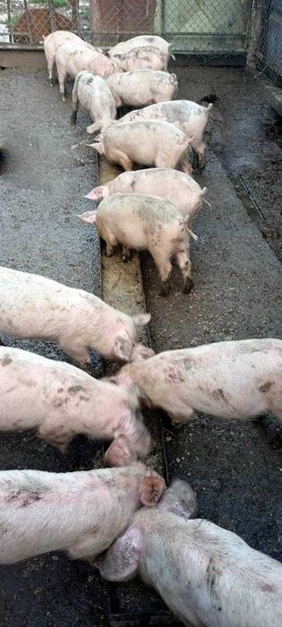 Продавам бели прасета