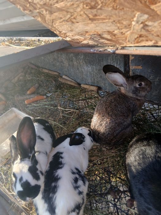 Iepuroaice de vanzare