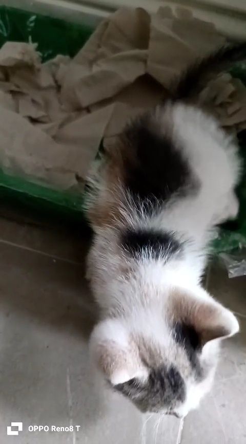 Котеночек в Добрые руки !