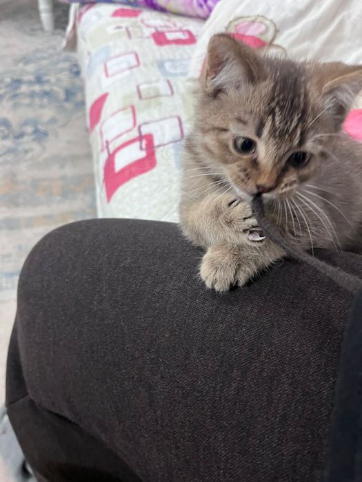 Котенок мальчик Симба