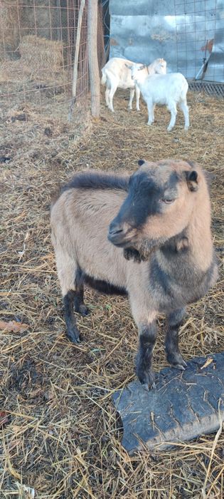 Tapisor alpin de 9 luni.