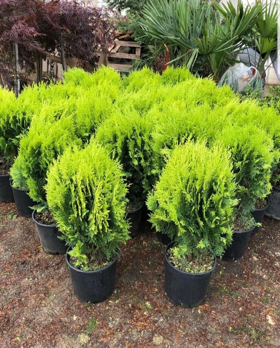 Pom pon, spirala plante decorative, mesteacăn, Tuia gard viu etc