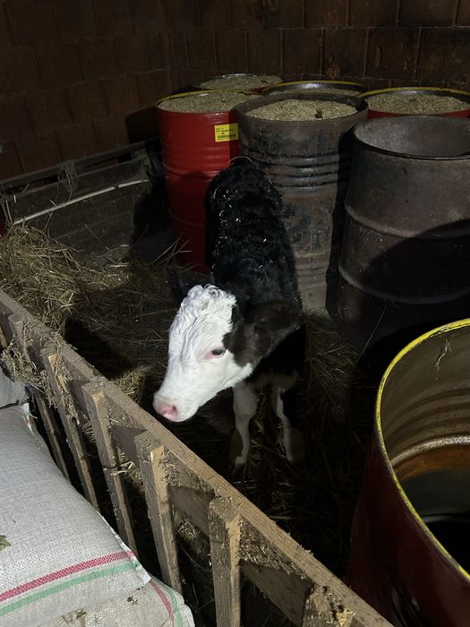 Vand vitea baltata pe negru