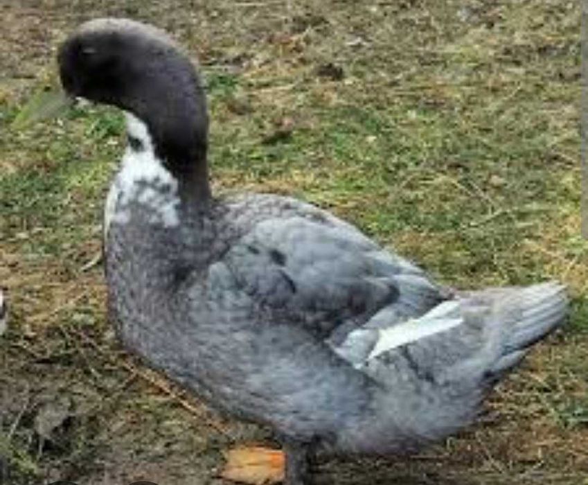 Продам утята башкирские