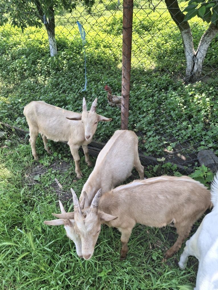 Vand tapi de rasa