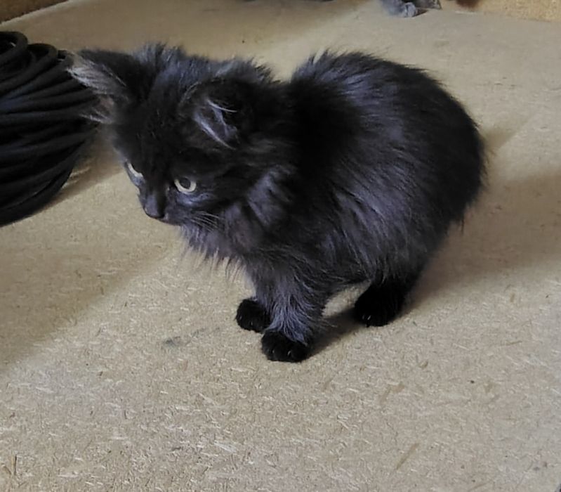 Donez pisici ,adoptie .