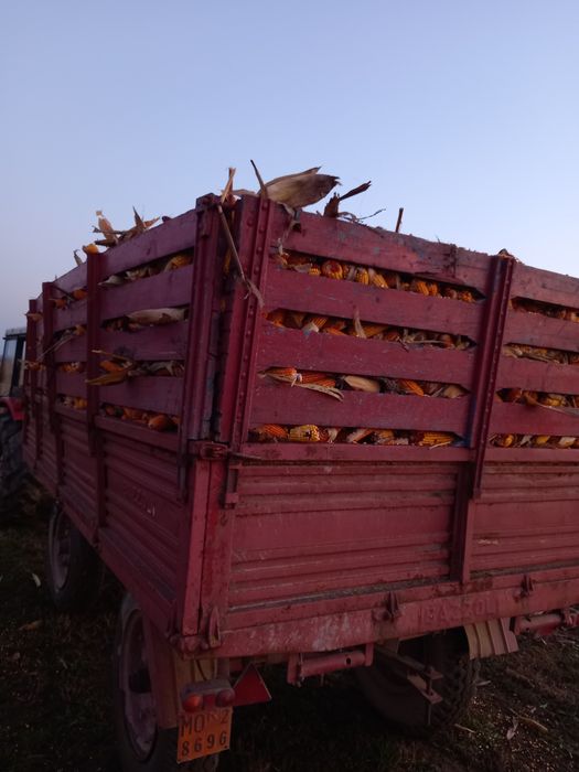 Vând porumb kws ,0.8 lei/ kg