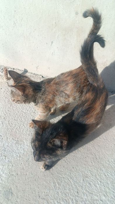 Отдам даром! Котята в хорошие руки