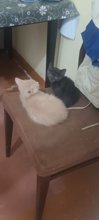 Продаю британских кроткошорстных