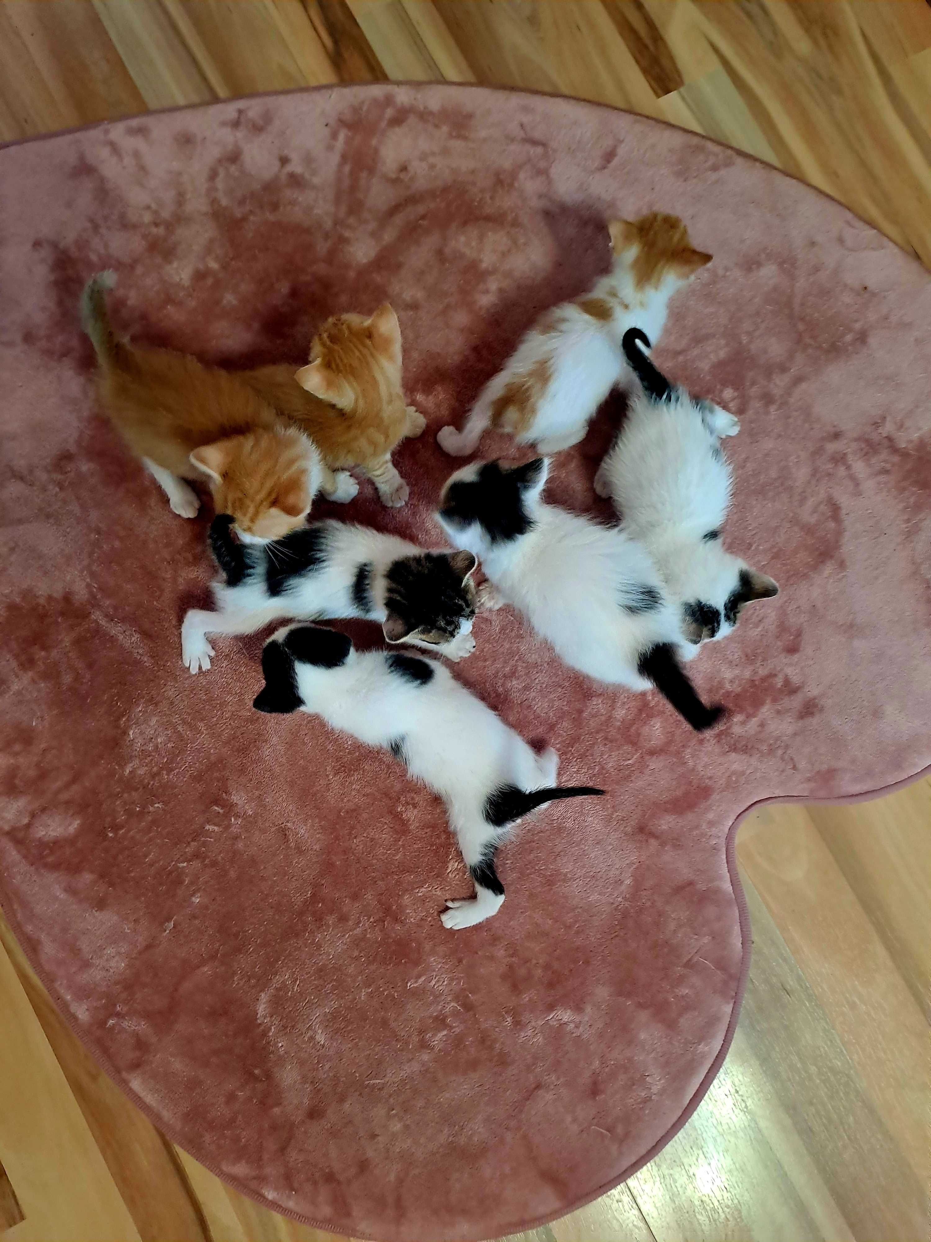 Котета Подарявам